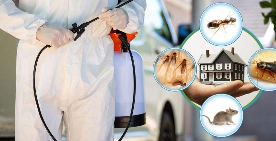 Bayrampaşa Böcek İlaçlama