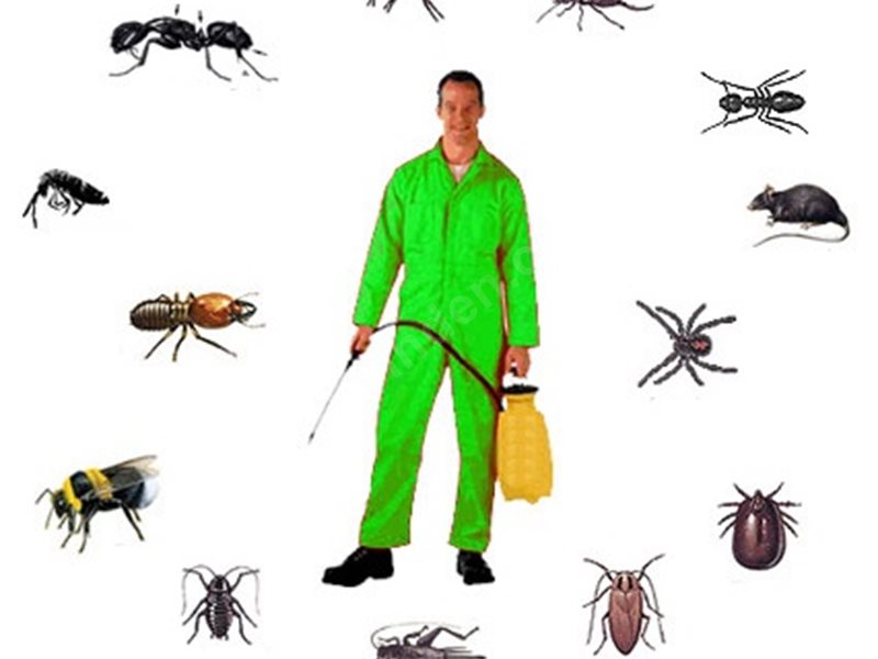 Bayrampaşa Böcek İlaçlama